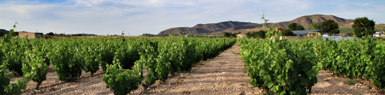 Rotwein Aus Jumilla Spanien