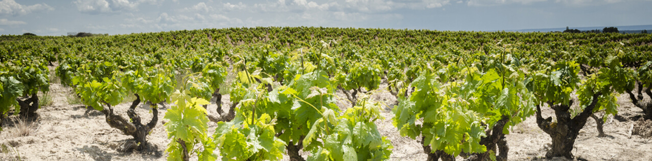 Rotwein Aus Ribera Del Duero Spanien