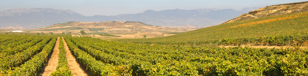 Rosewein Von Rioja In Spanien